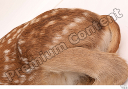 Leg Deer Animal photo references